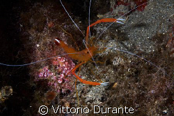 Stenopus Spinosus by Vittorio Durante 